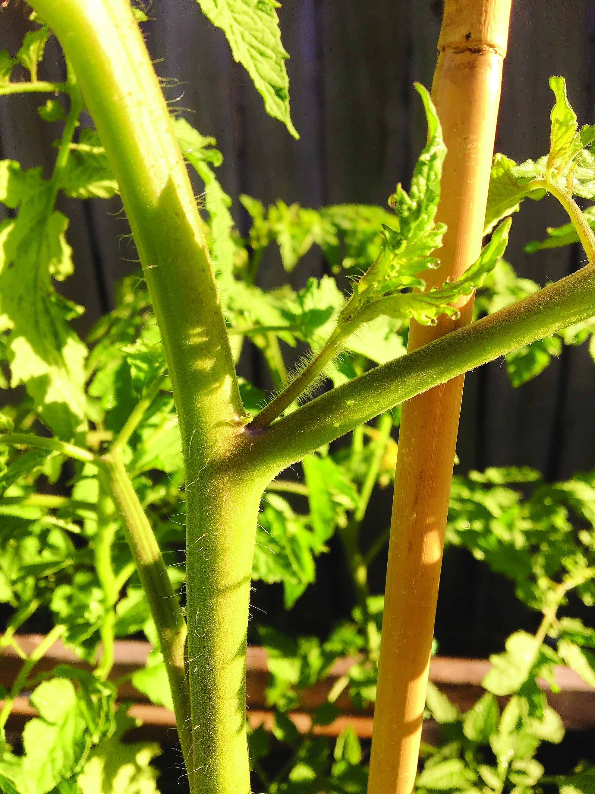 Tomato sucker 2jpg
